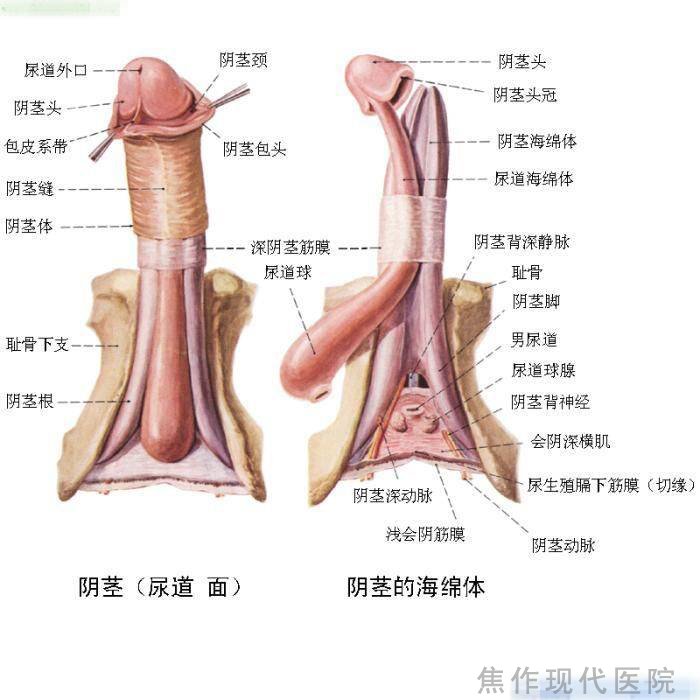 引起阳痿的原因是什么呢？