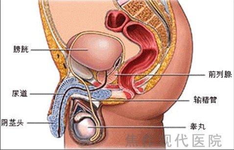 日常生活中要如何预防前列腺炎？